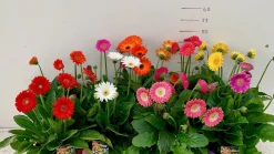 Gerbera garvinea p19