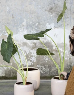 Glazed shades Sierpot costa 18,5x18,5x19 roz