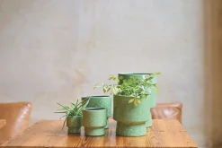 GR.ORCH.POT D17 MOON GRASGRO