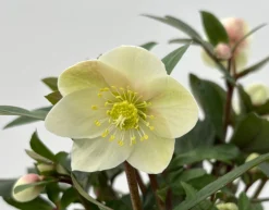 Helleborus in varieteiten