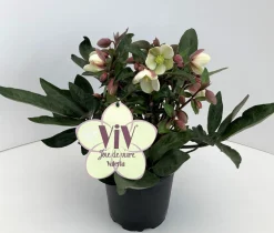 Helleborus in varieteiten