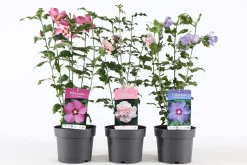 Hibiscus syriacus of tuinhibiscus