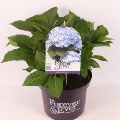 Hortensia forever & ever blauw p23