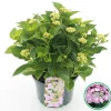 Hortensia macrophylla p23