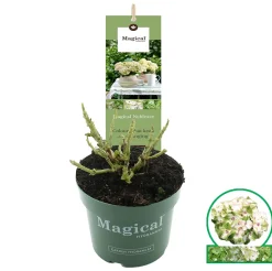 Hortensia magical p17