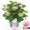 Hortensia magical revolution roze p23