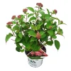 Hortensia "ruby annabelle"