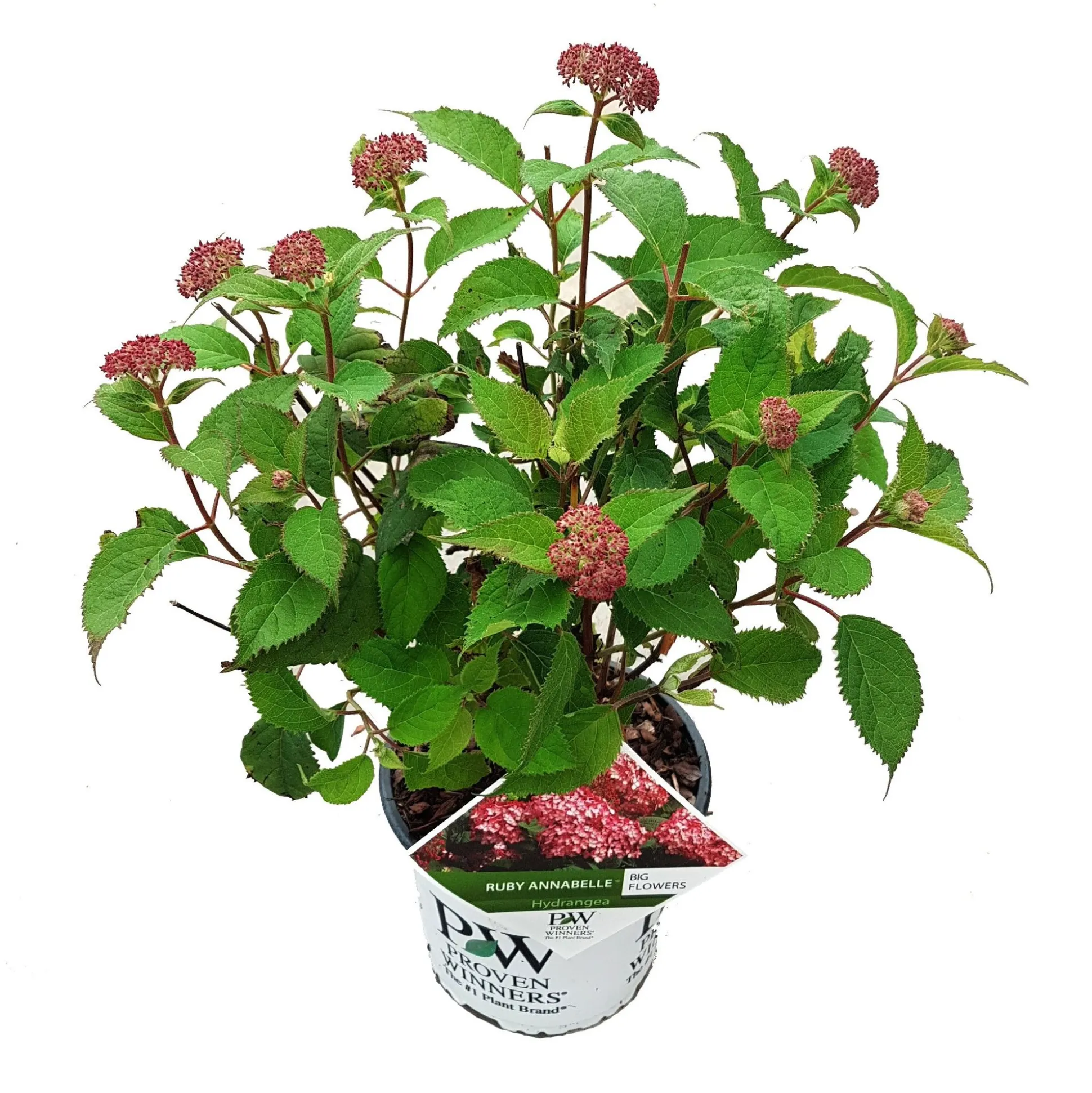 Hortensia "ruby annabelle"
