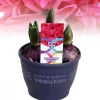 Hyacinthus orientalis red