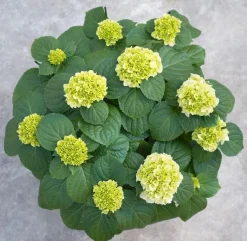 Hydrangea macrohylla ( Hortensia )