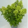 Hydrangea paniculata