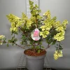 Hydrangea paniculata 'Sundae Fraise'