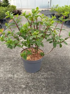 Hydrangea paniculata 'Sundae Fraise'