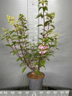 Hydrangea paniculata 'Vanille Fraise'