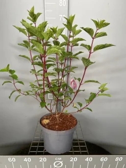 Hydrangea paniculata 'Vanille Fraise'