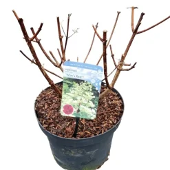 Hydrangea paniculata 'Wim's Red'