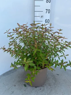 Hypericum Hidcote ( Herfsthooi )