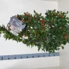 Ilex meserveae 'Blue Maid' (hulst)