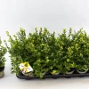 Ilex of hulst 'dark green' struik 10-12 cm in een p9 pot