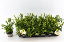 Ilex of hulst 'dark green' struik 10-12 cm in een p9 pot