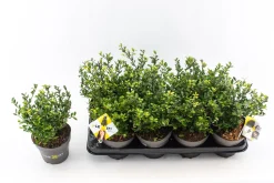 Ilex of hulst 'dark green' struik 10-20 cm potmaat 14