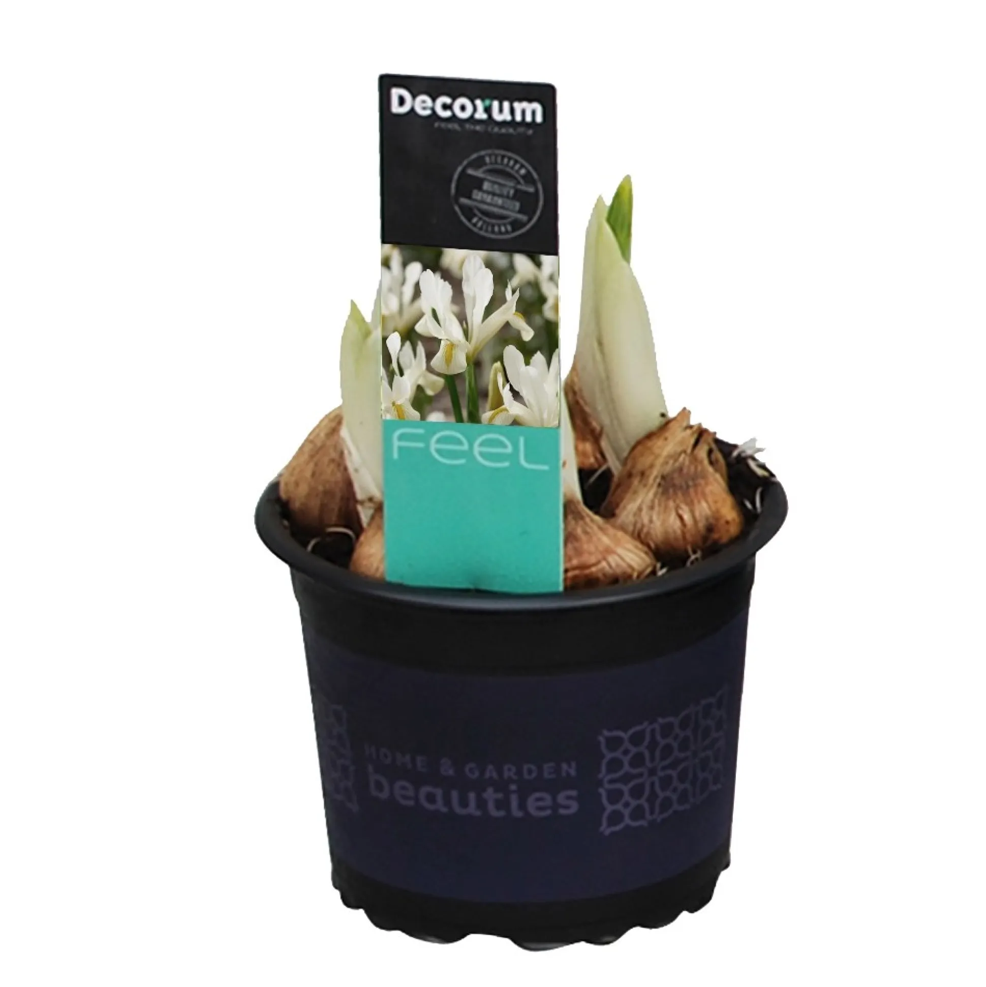 Iris reticulata Louise