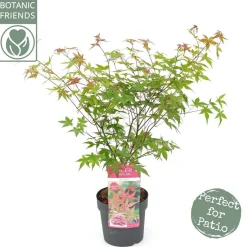 Japanse esdoorn "beni-maiko"p19 h50