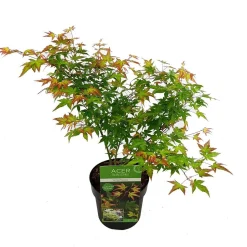 Japanse esdoorn little princ p19 h40