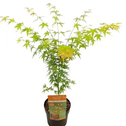 Japanse esdoorn wilsons p19 h55