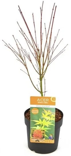 Japanse esdoorn wilsons p19 h55