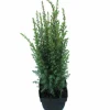 Juniperus communis Arnold ( Jeneverbes )