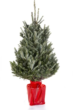 Kerstboom Abies Fraseri