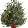 Kerstboom Abies Nordmann in pot 150-175 cm