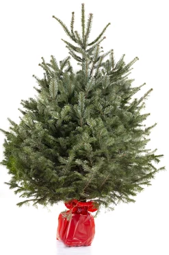 Kerstboom Abies Nordmann in pot 150-175 cm