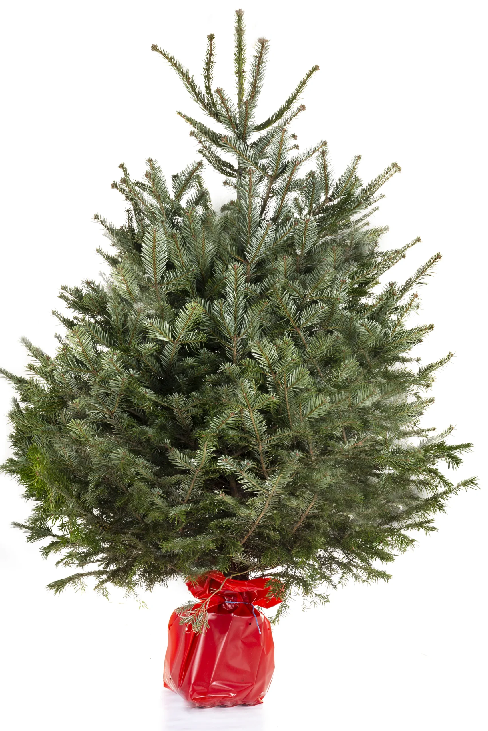 Kerstboom Abies Nordmann in pot 150-175 cm
