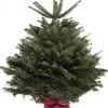 Kerstboom Abies Nordmann in pot 125-150 cm