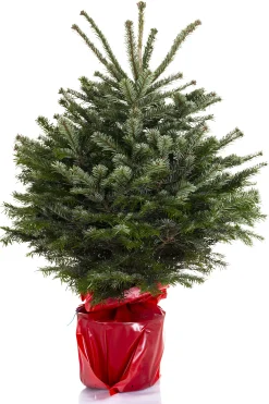Kerstboom Abies Nordmann in pot 80-100 cm