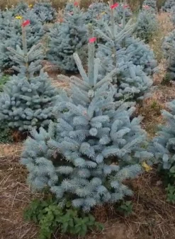 Kerstboom Picea pungens (Blauwspar)