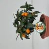 Kumquat ciotola