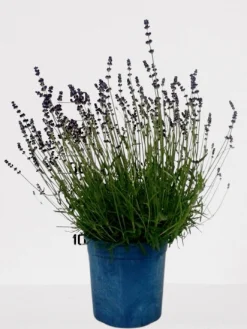 Lavendel p18
