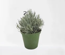 Lavendel struik in pot