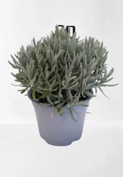 Lavendel struik in pot