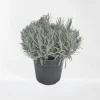 Lavendel struik in pot