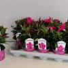 Mandevilla roze p10,5 lang bloeiend