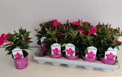 Mandevilla roze p10,5 lang bloeiend