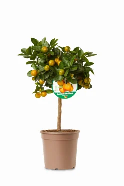 Mini citrusboom p20 h70-80