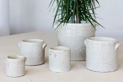 Minipot dune