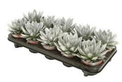 Miranda coloured silver