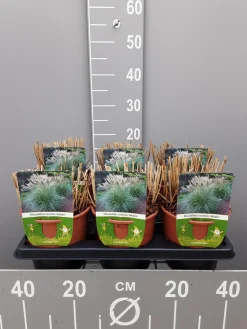 Miscanthus sinensis adagio