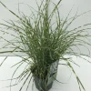 Miscanthus sinensis Little Zebra ( Prachtriet )